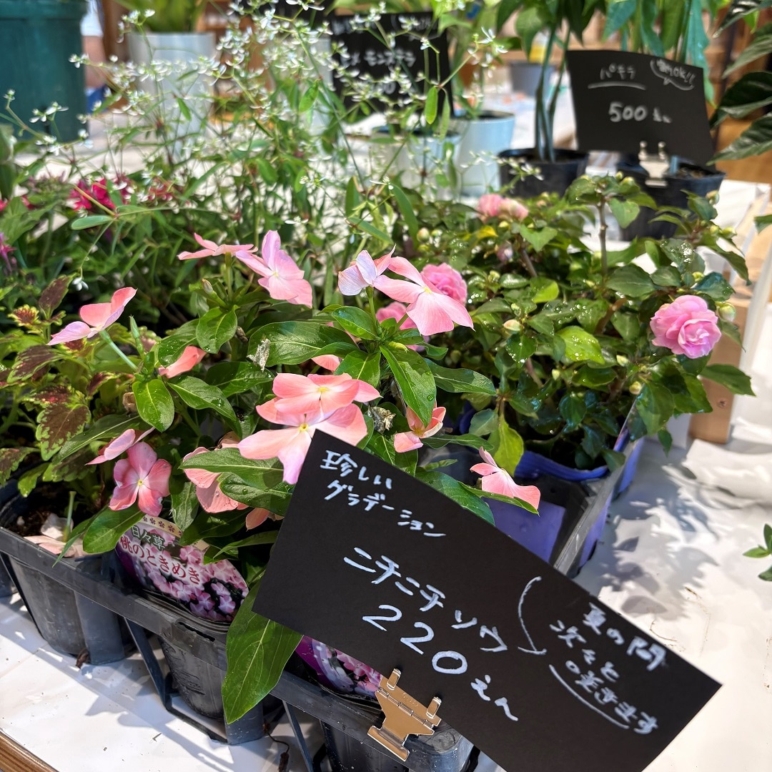お花