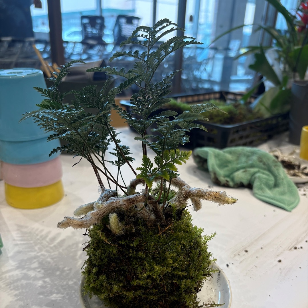 苔玉