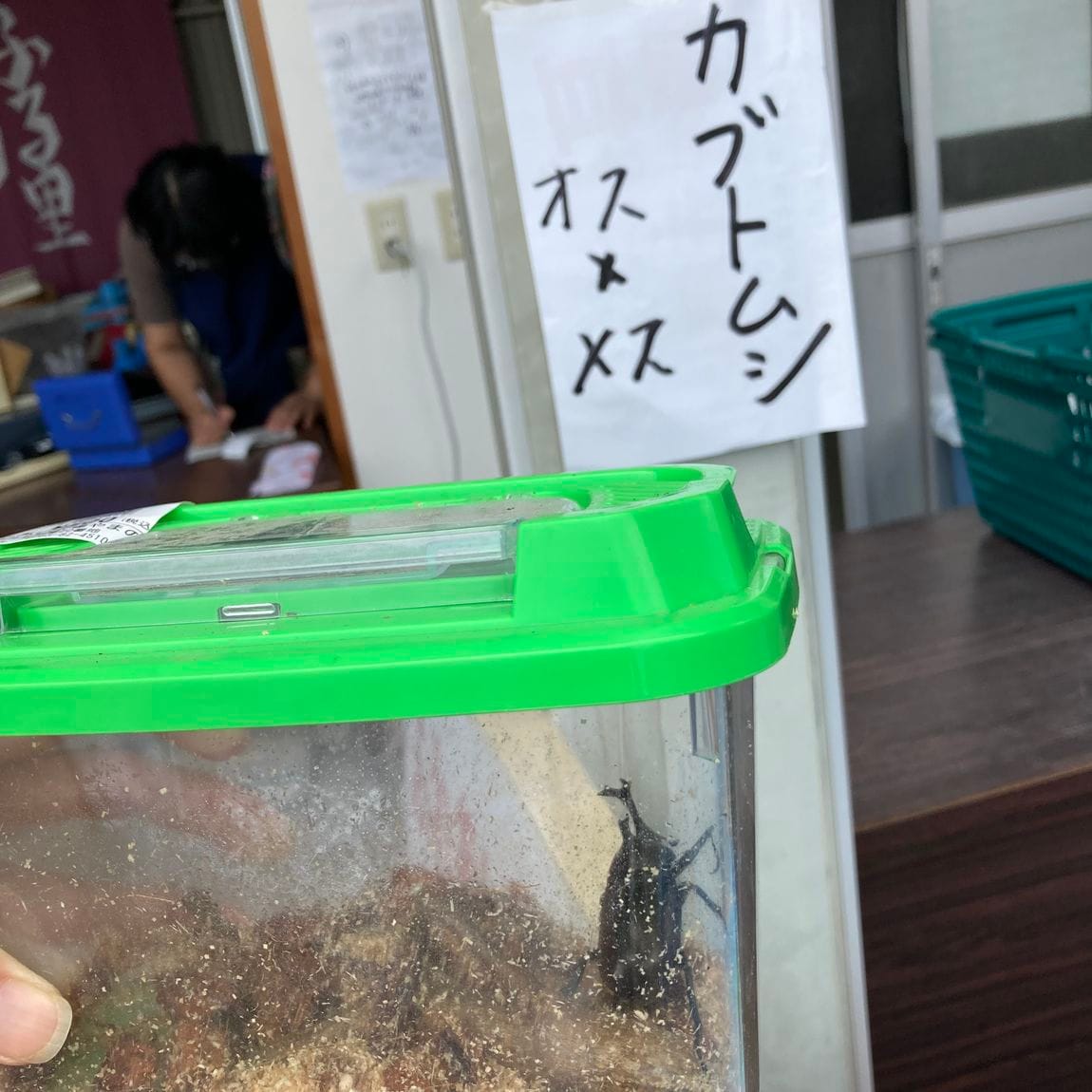 カブトムシ
