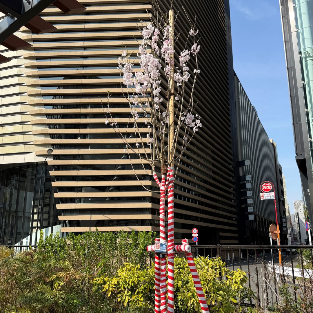 【銀座】銀座の桜｜今年で3回目。植えてから咲くまで 。