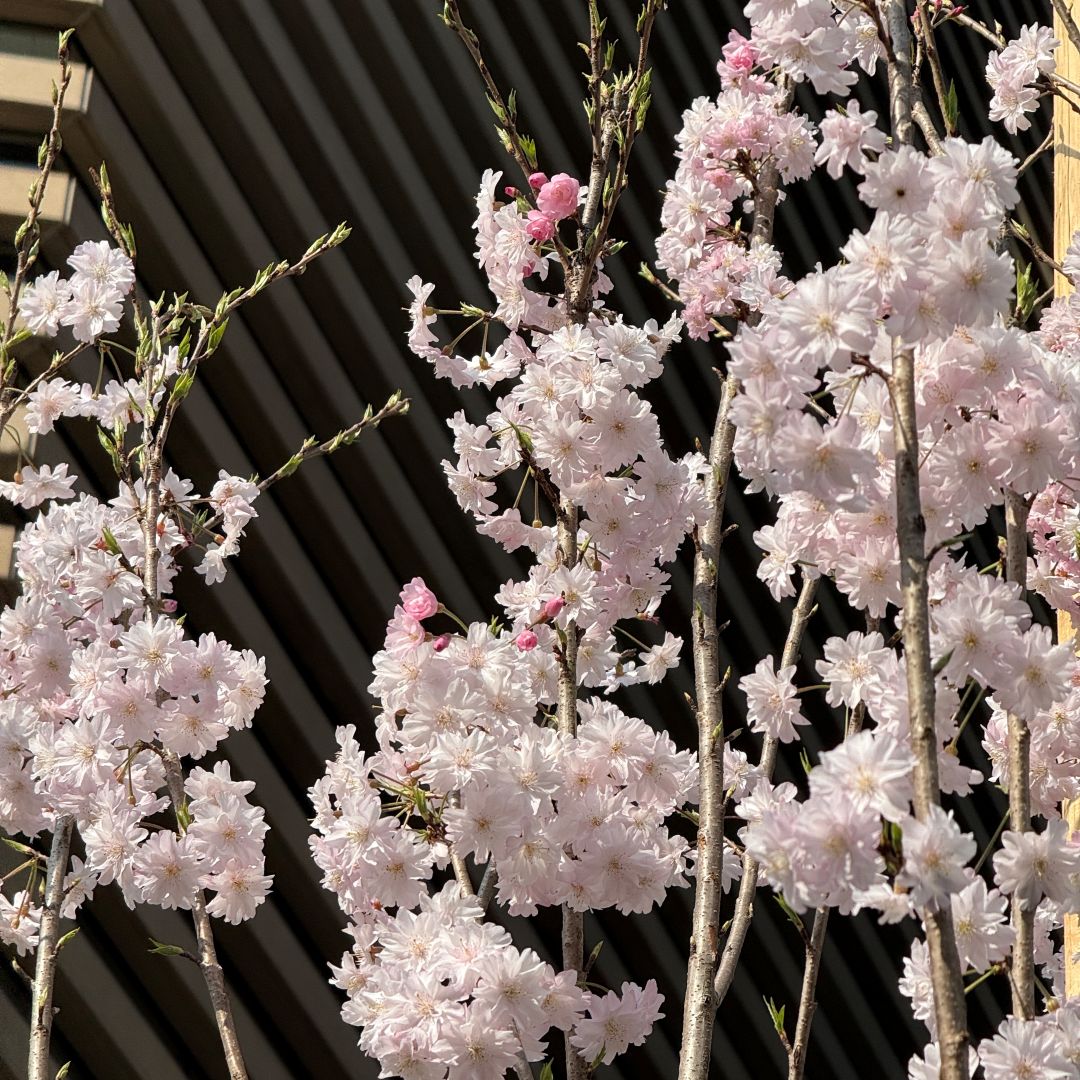 【銀座】銀座の桜｜今年で3回目。植えてから咲くまで 。