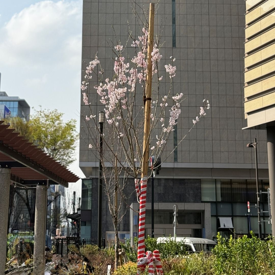 【銀座】銀座の桜｜今年で3回目。植えてから咲くまで 。