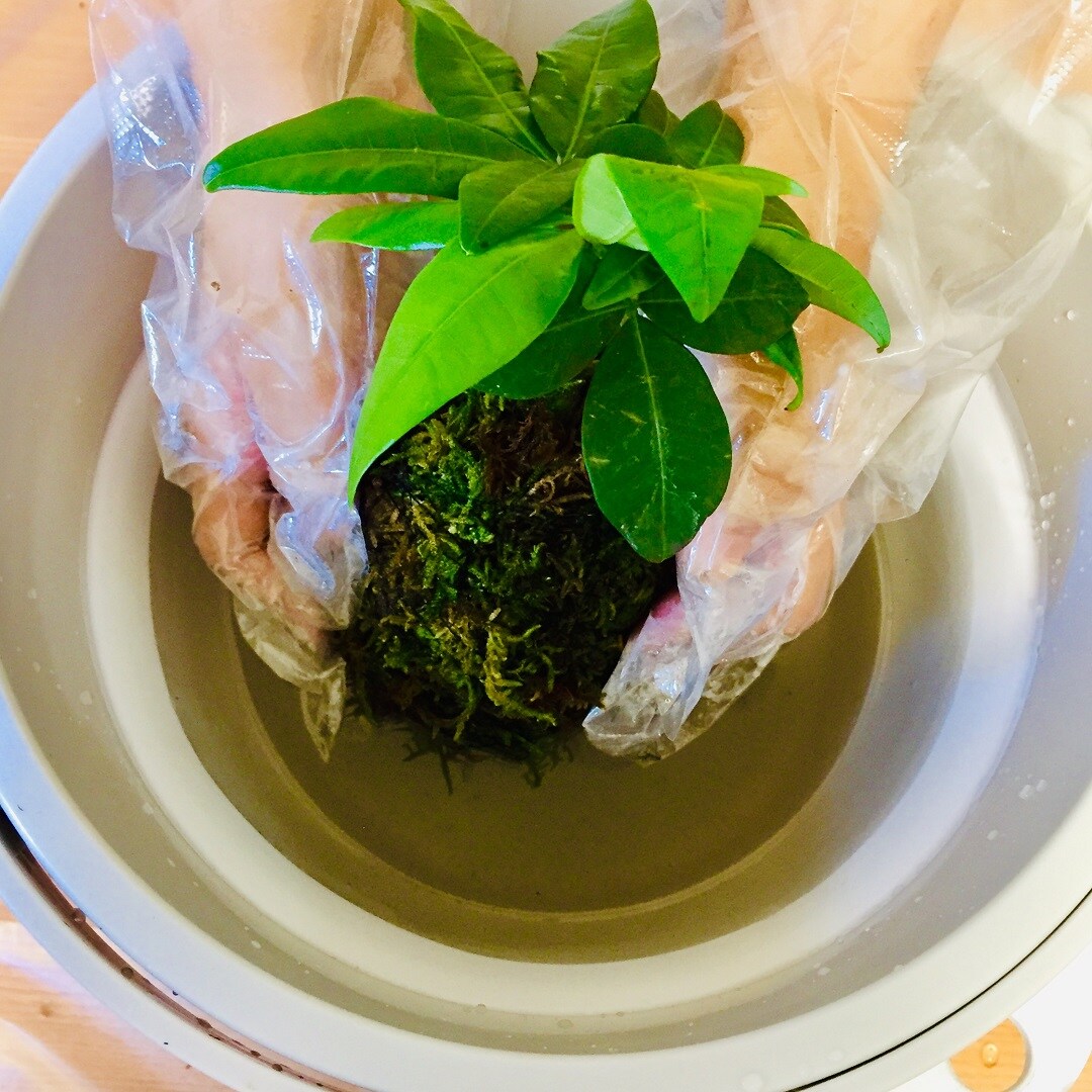【西友浦安】じぶんでつくるこけだまキット