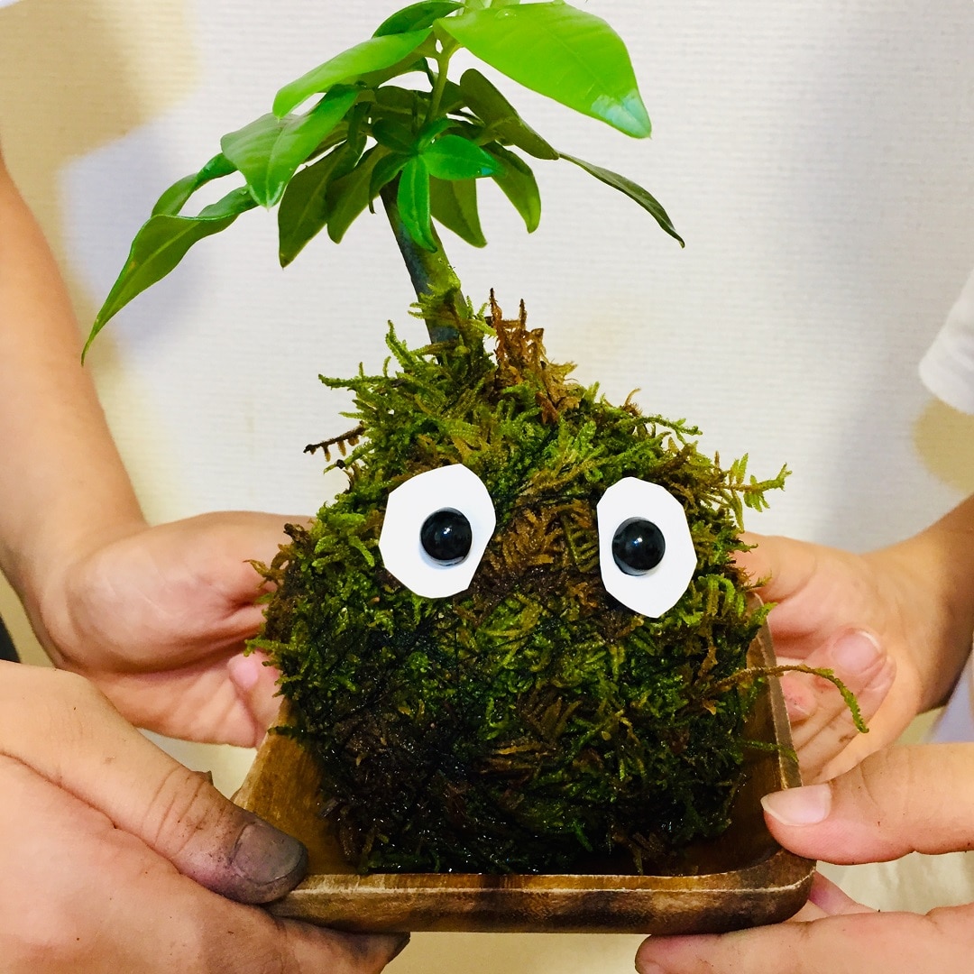 【西友浦安】じぶんでつくるこけだまキット