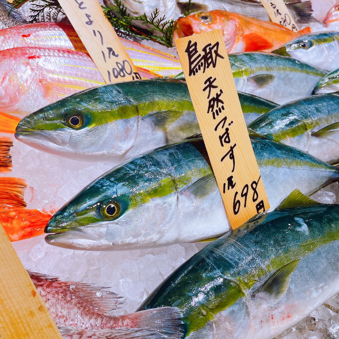 【堺北花田】今日はさっぱりお刺身で｜鮮魚売場から