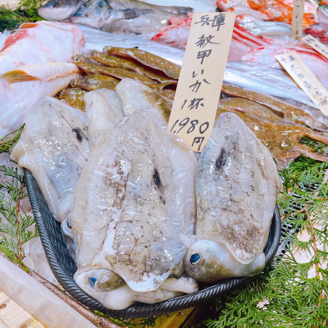 【堺北花田】今日はさっぱりお刺身で｜鮮魚売場から