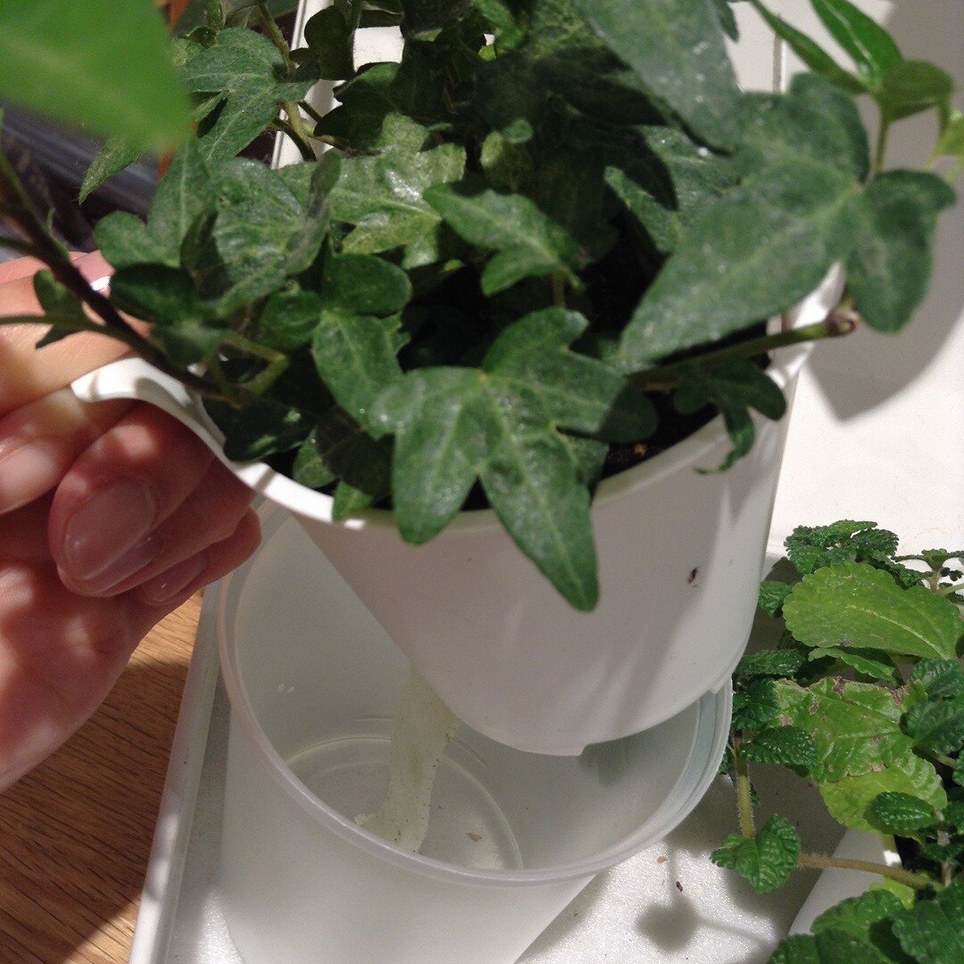 観葉植物