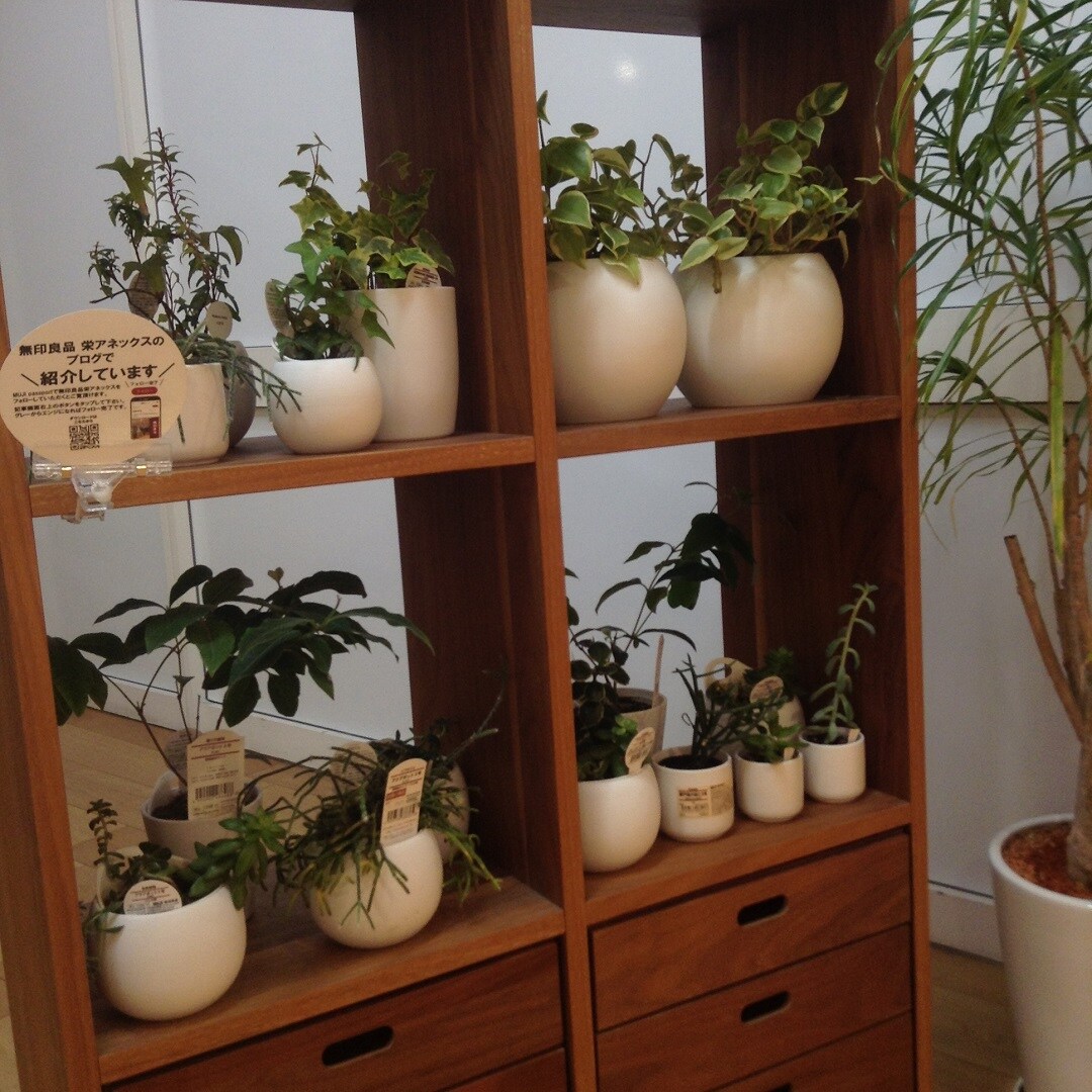 観葉植物