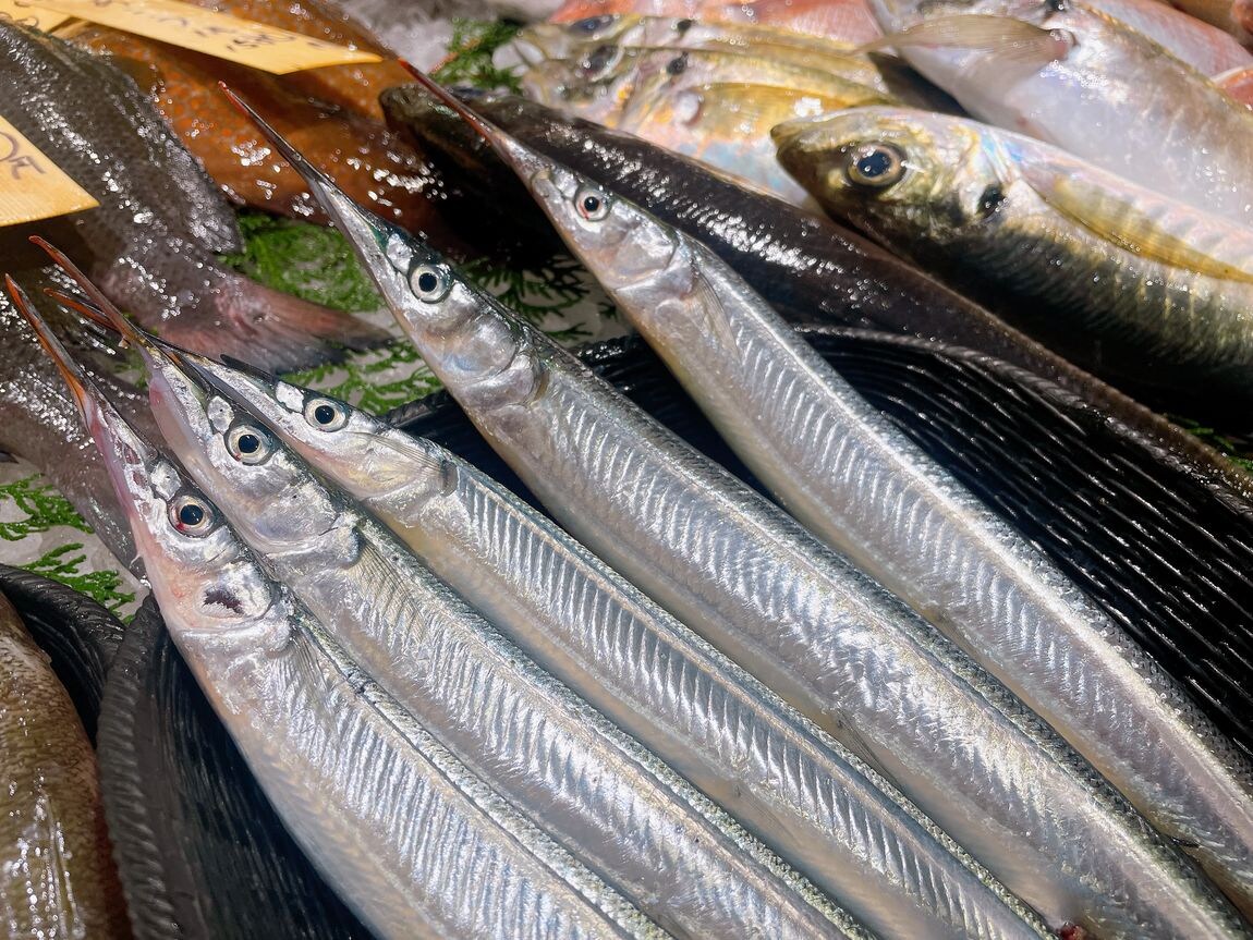 【堺北花田】肉厚のさよりが入荷しました｜鮮魚売場から