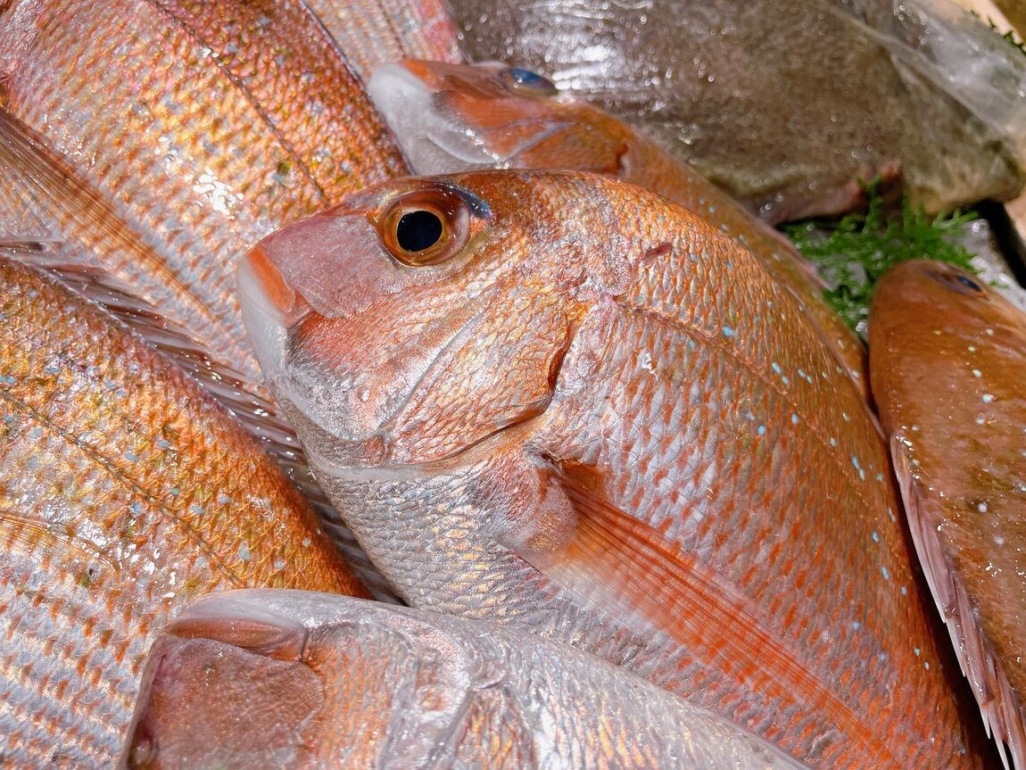 【堺北花田】肉厚のさよりが入荷しました｜鮮魚売場から