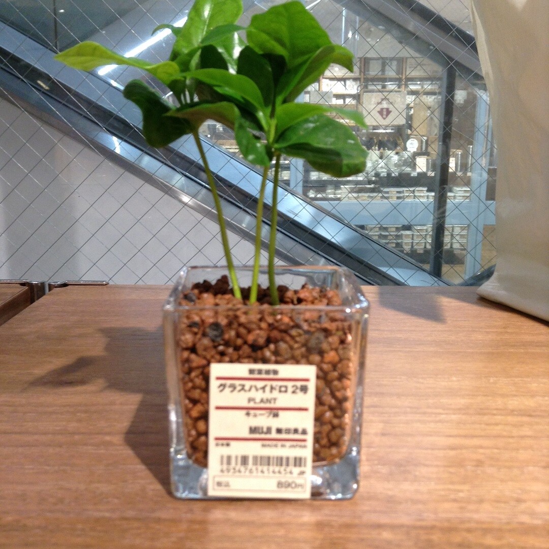 観葉植物