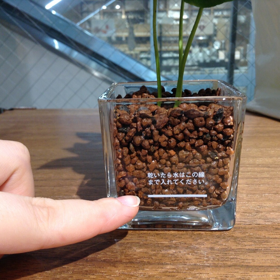 観葉植物