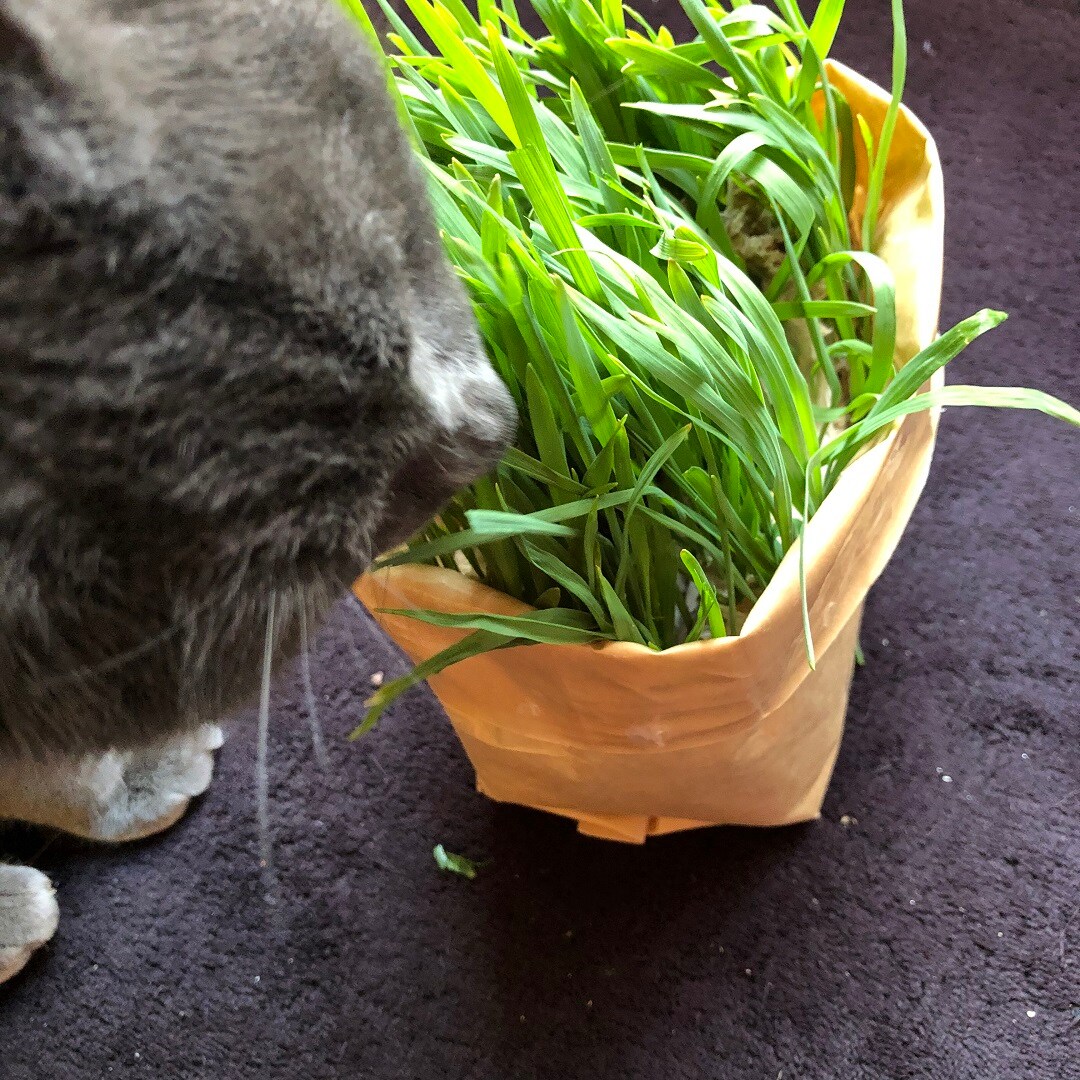 【津田沼パルコ】猫草を食べる猫におすすめ