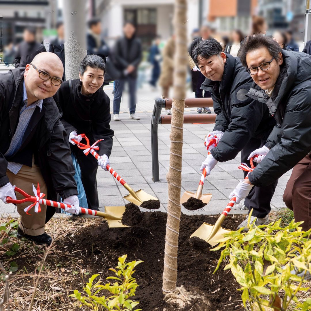【銀座】銀座の桜｜今年で3回目。植えてから咲くまで 。