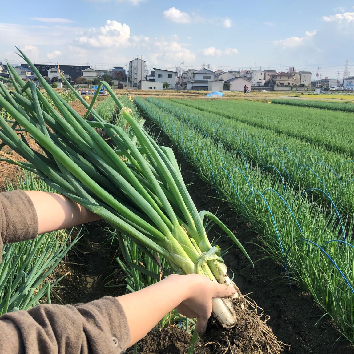 【堺北花田】難波ネギせんべい、入荷しています｜食品売場から