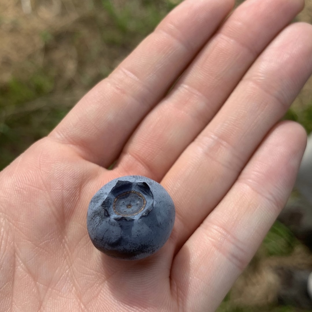 【銀座】今年も千葉県いすみ市よりブルーベリーが入荷しました｜1F 食品  