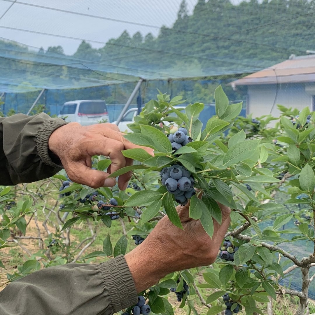 【銀座】今年も千葉県いすみ市よりブルーベリーが入荷しました｜1F 食品  