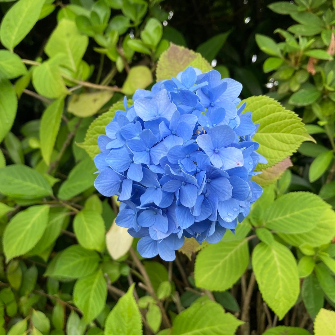 【イオンモール各務原】雨の日のおでかけに 傘いろいろ