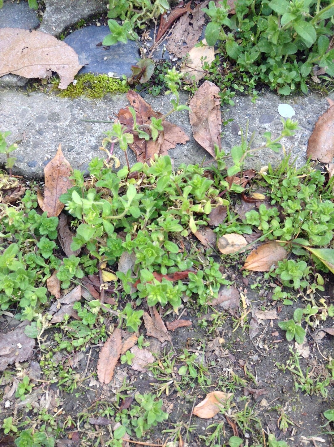 お庭の雑草