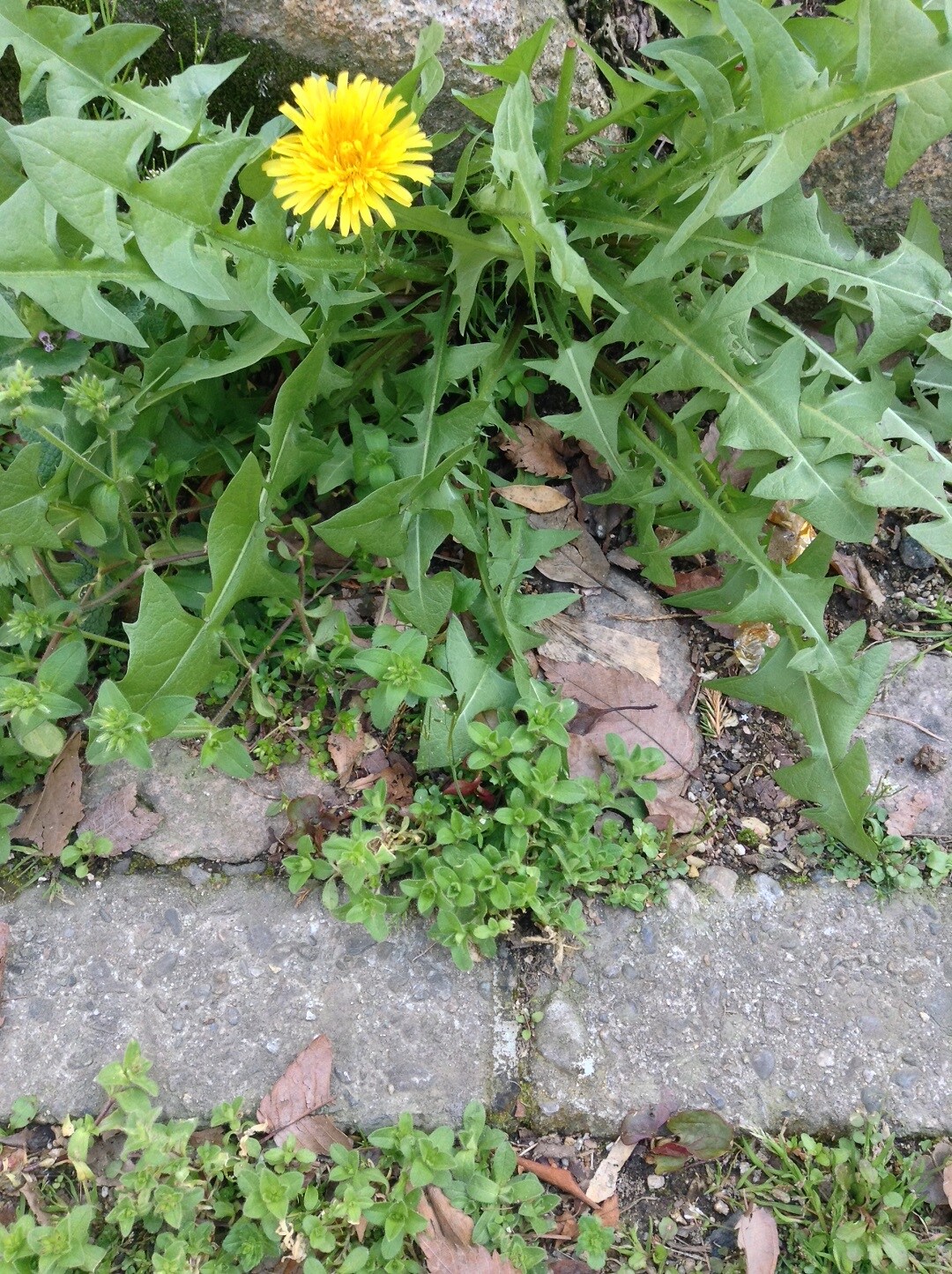 お庭の雑草