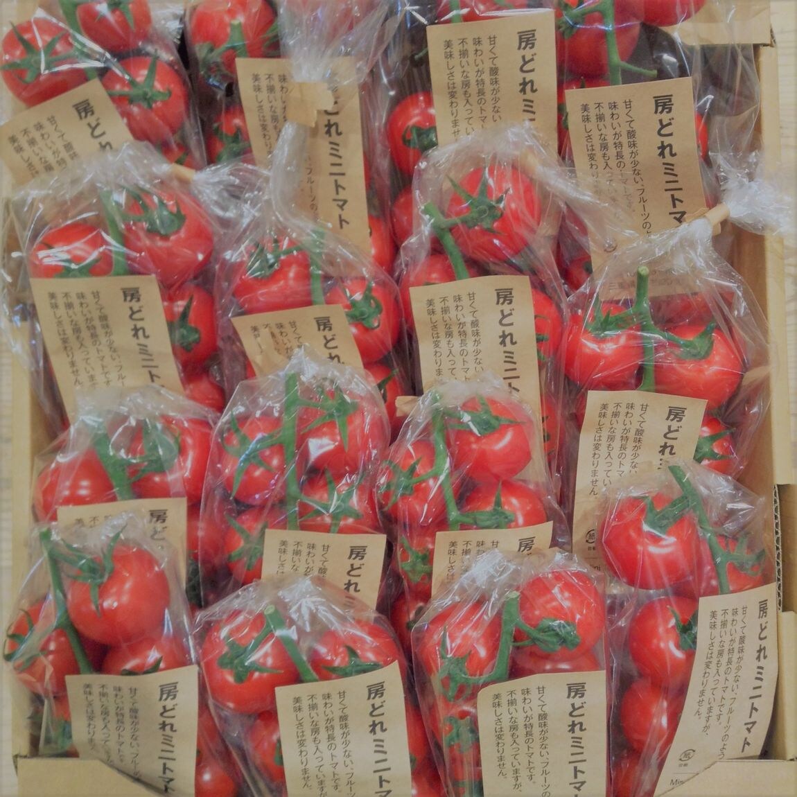 【イオンモール鈴鹿】12/26(土)数量限定｜房どれミニトマト入荷いたします。