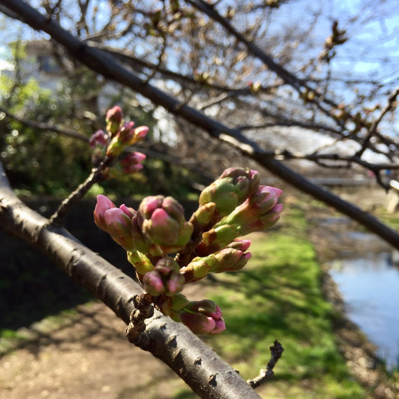 【大宮マルイ】桜のつぼみ