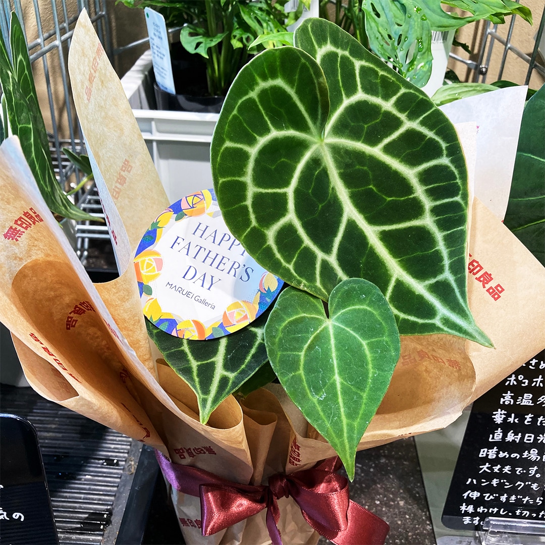【マルエイガレリア】新しいグリーンが入荷しました