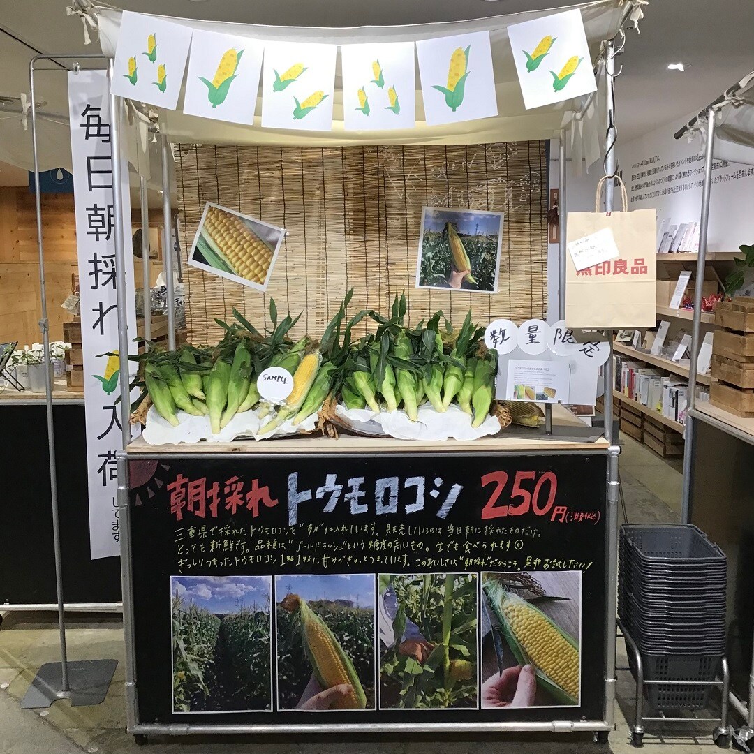 【近鉄四日市】トウモロコシ畑に行ってきました。