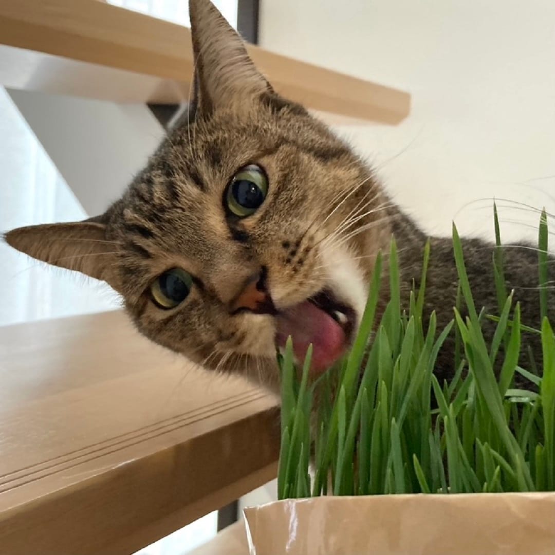 【イオンモール各務原】8月8日は世界猫の日:愛猫へ猫草を