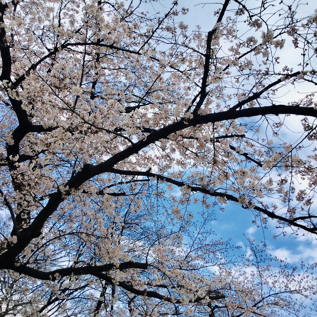 8分咲きの桜