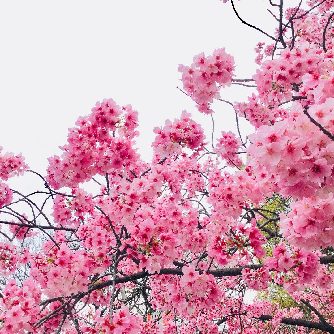 満開の桜