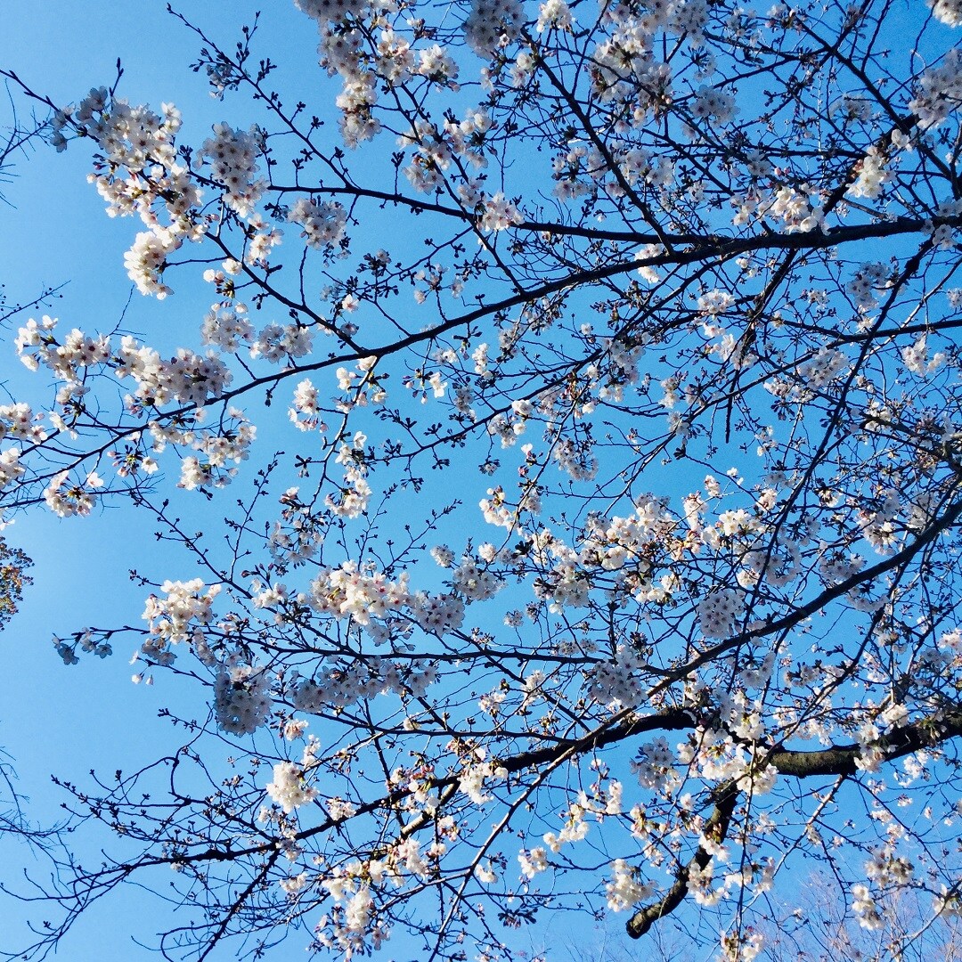 桜