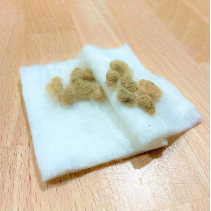 【イオンモールKYOTO】国産茶綿の種