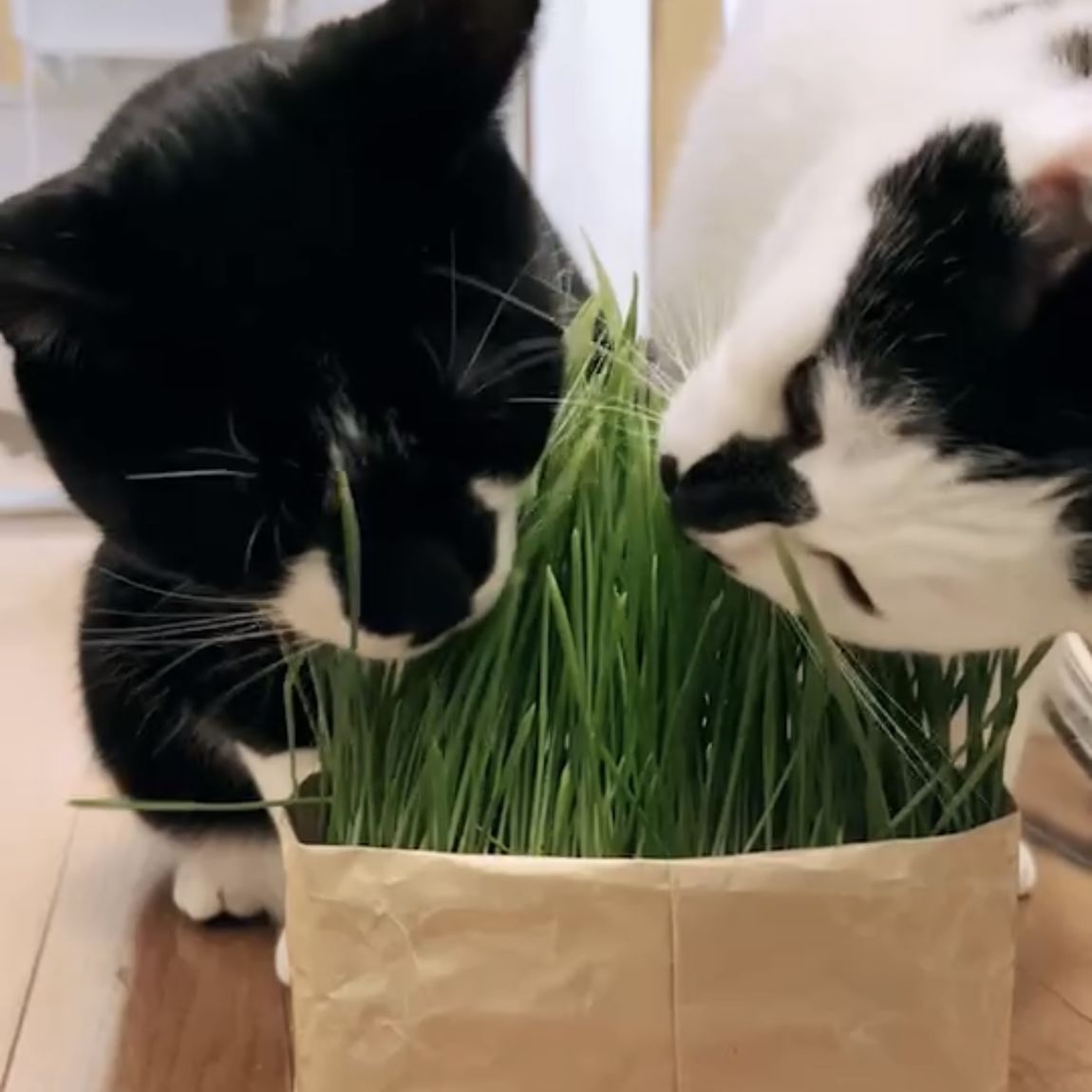 【ビーンズ戸田公園】　猫草、育ちました。