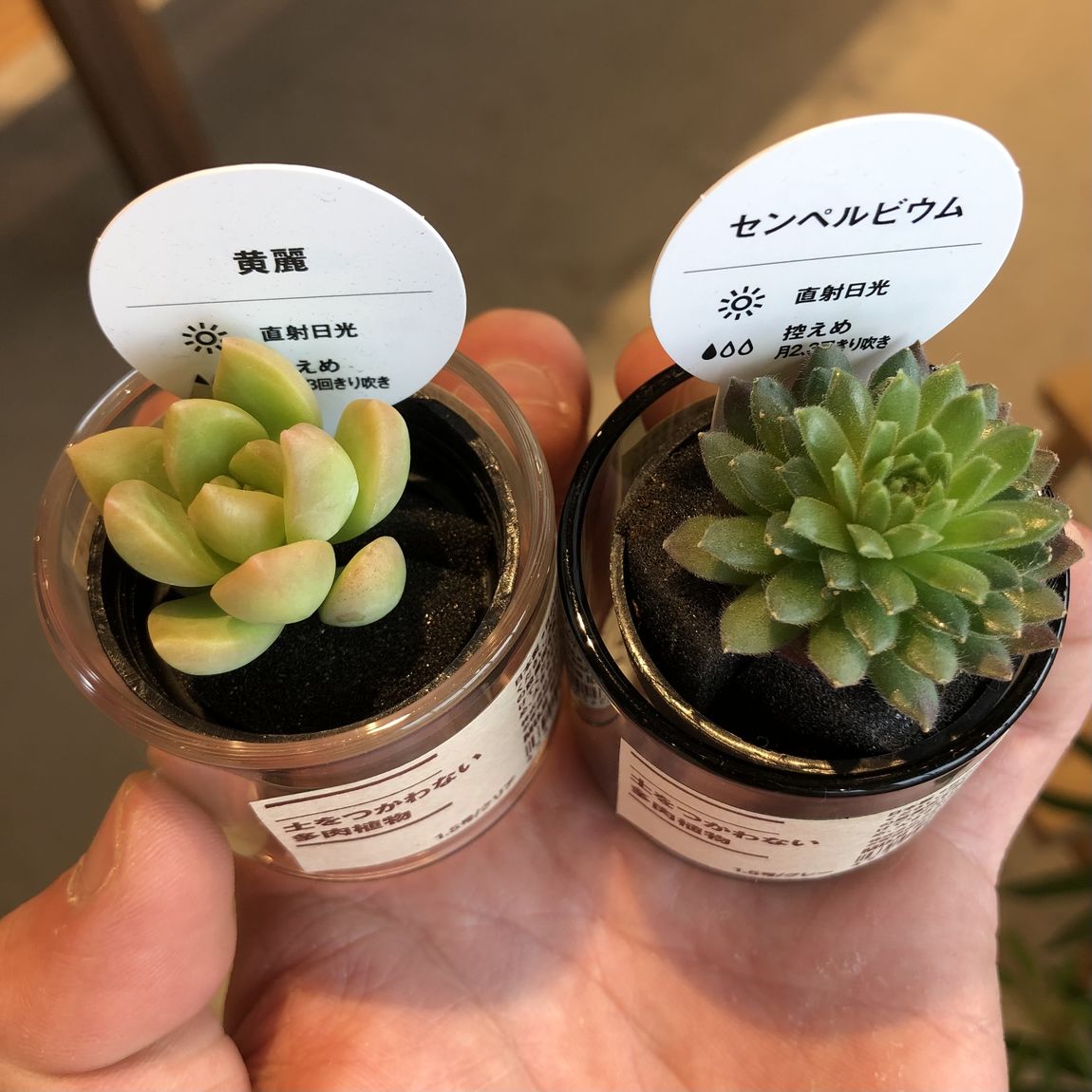 多肉植物