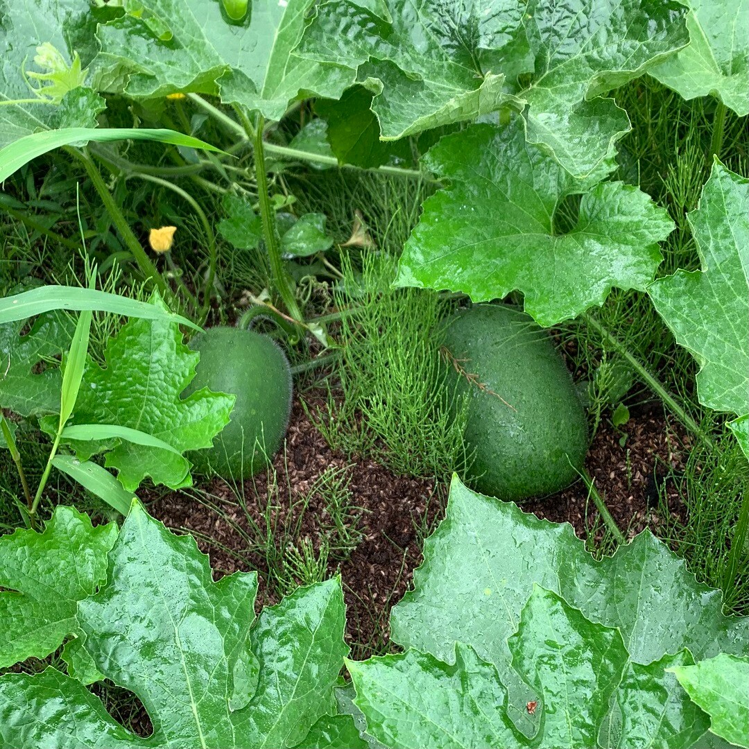 【くらしラボ酒田】冬瓜の画像