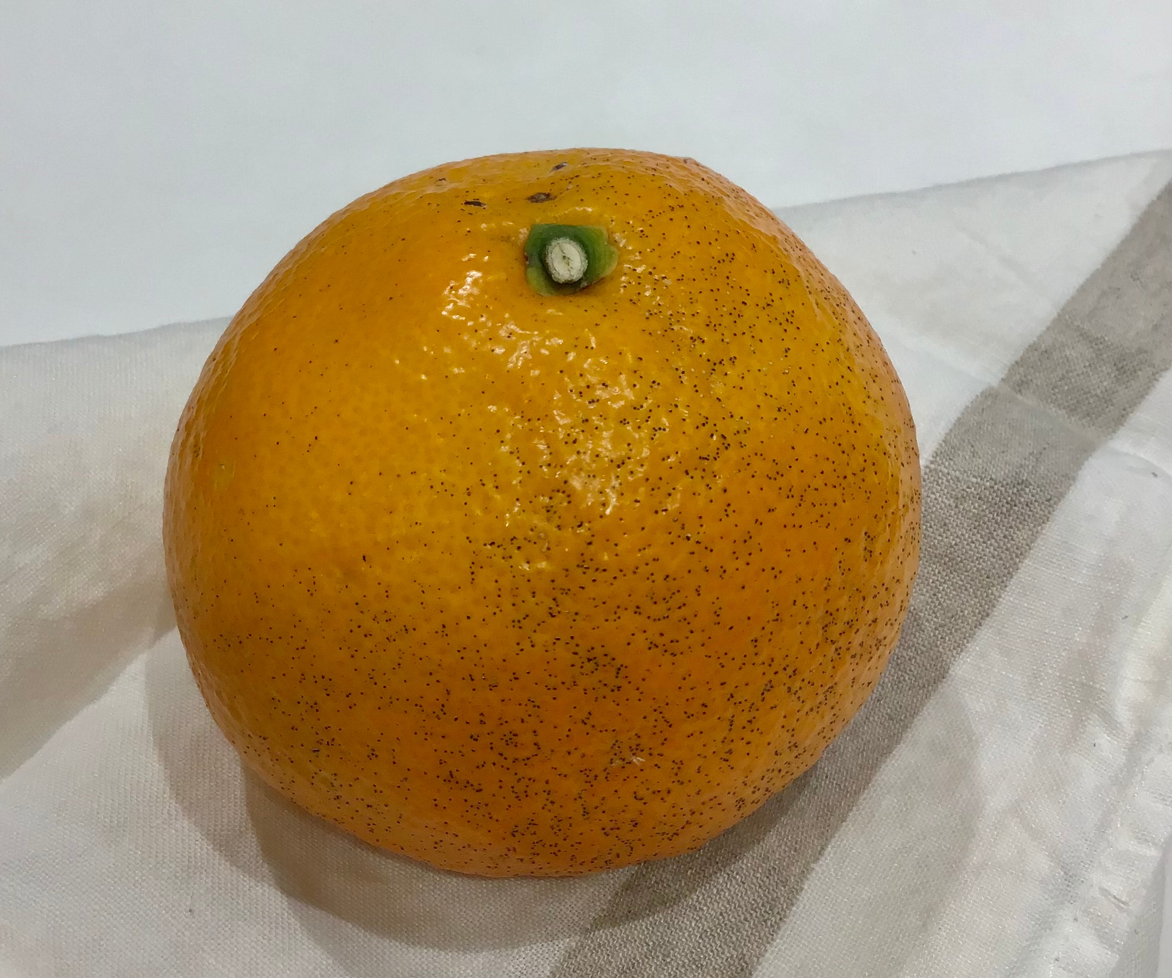 伊予柑