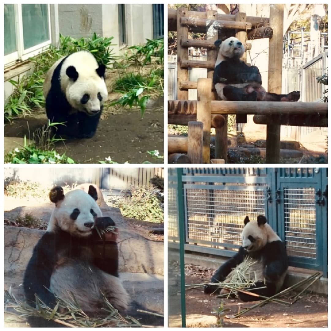 【Cafe＆MealMUJI上野マルイ】パンダ