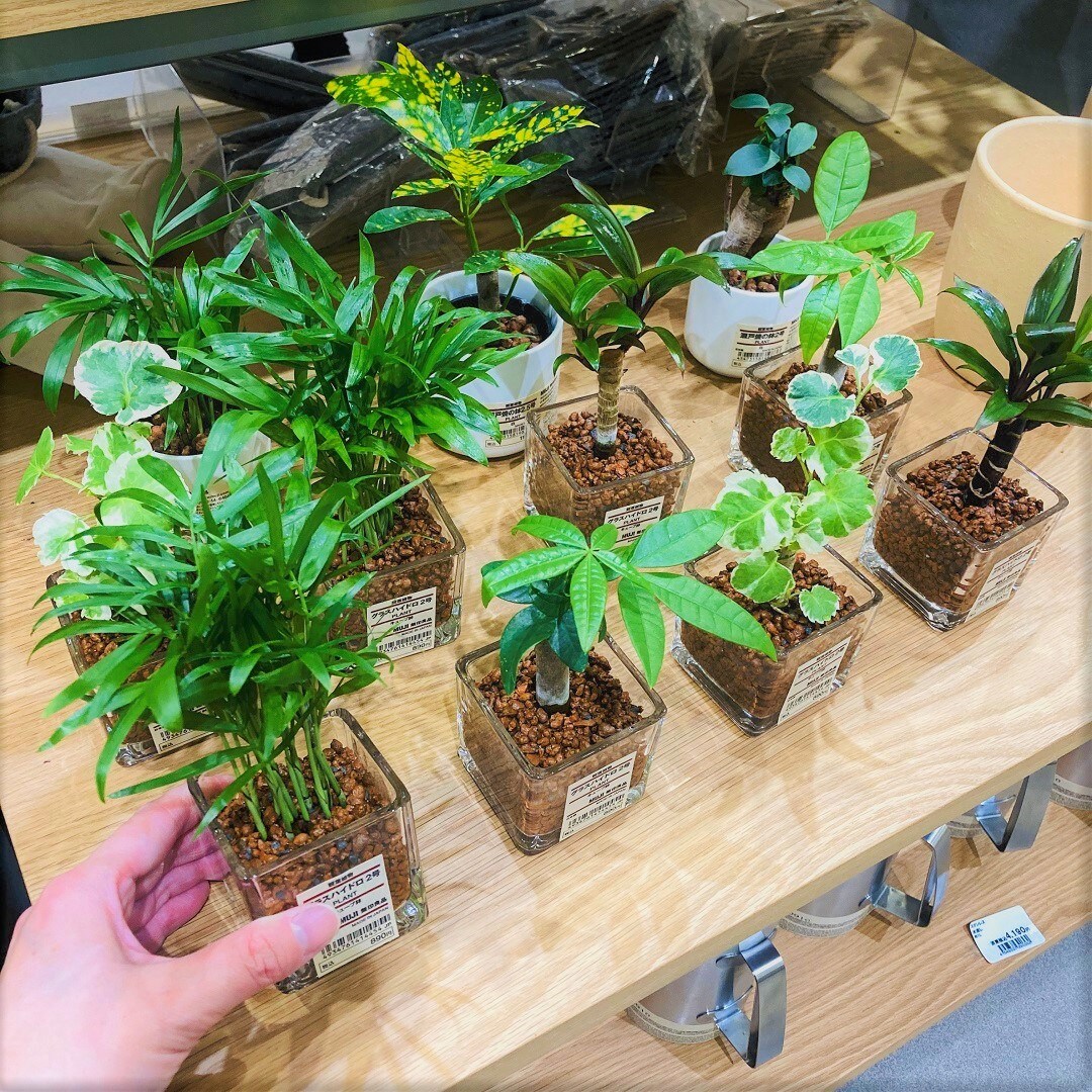 モレラ岐阜 観葉植物 入荷しました 無印良品