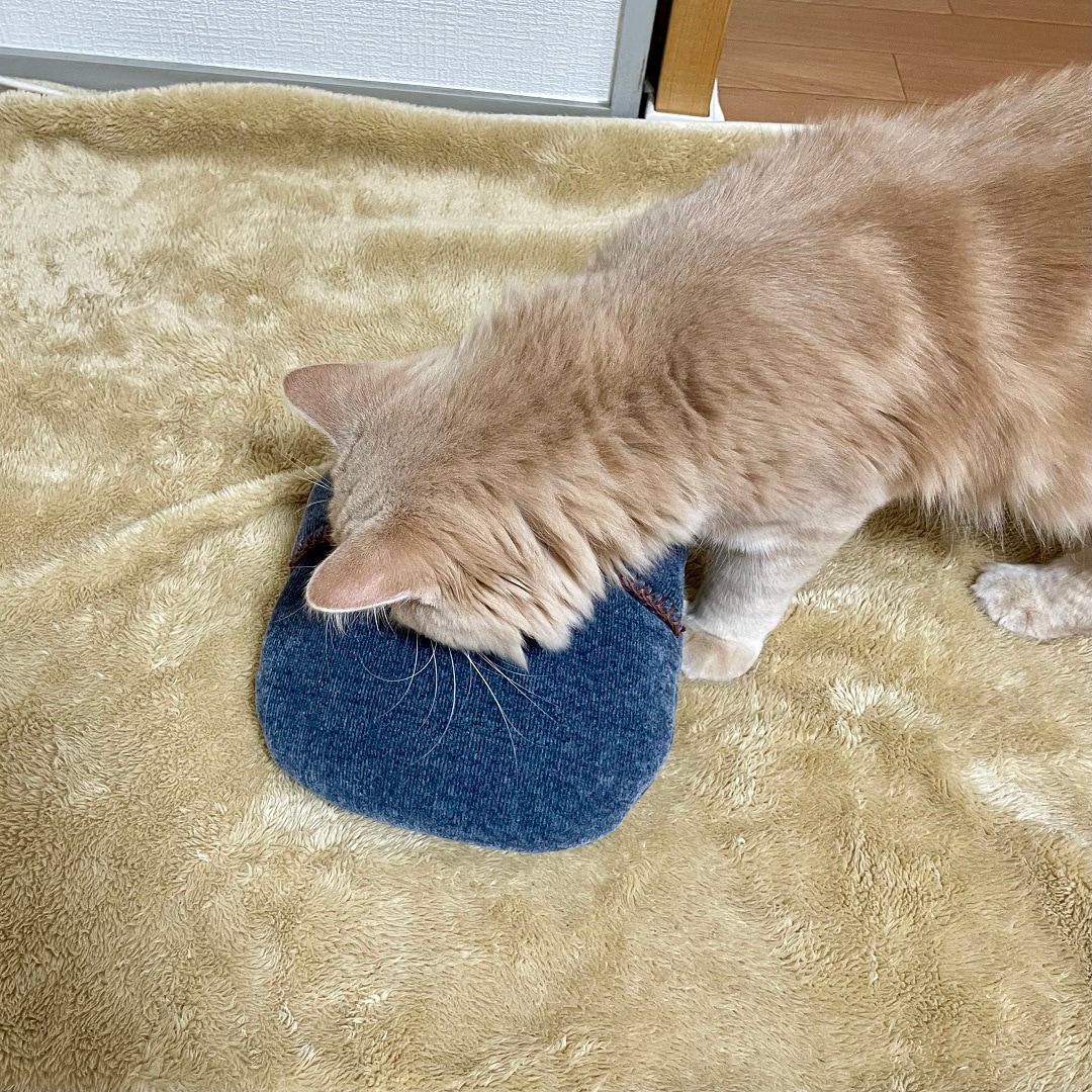 猫　湯たんぽ