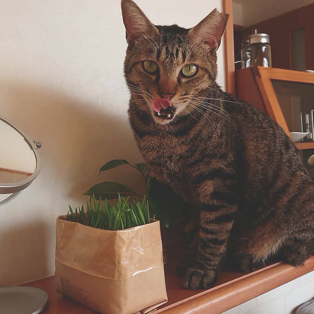 猫と猫草の写真