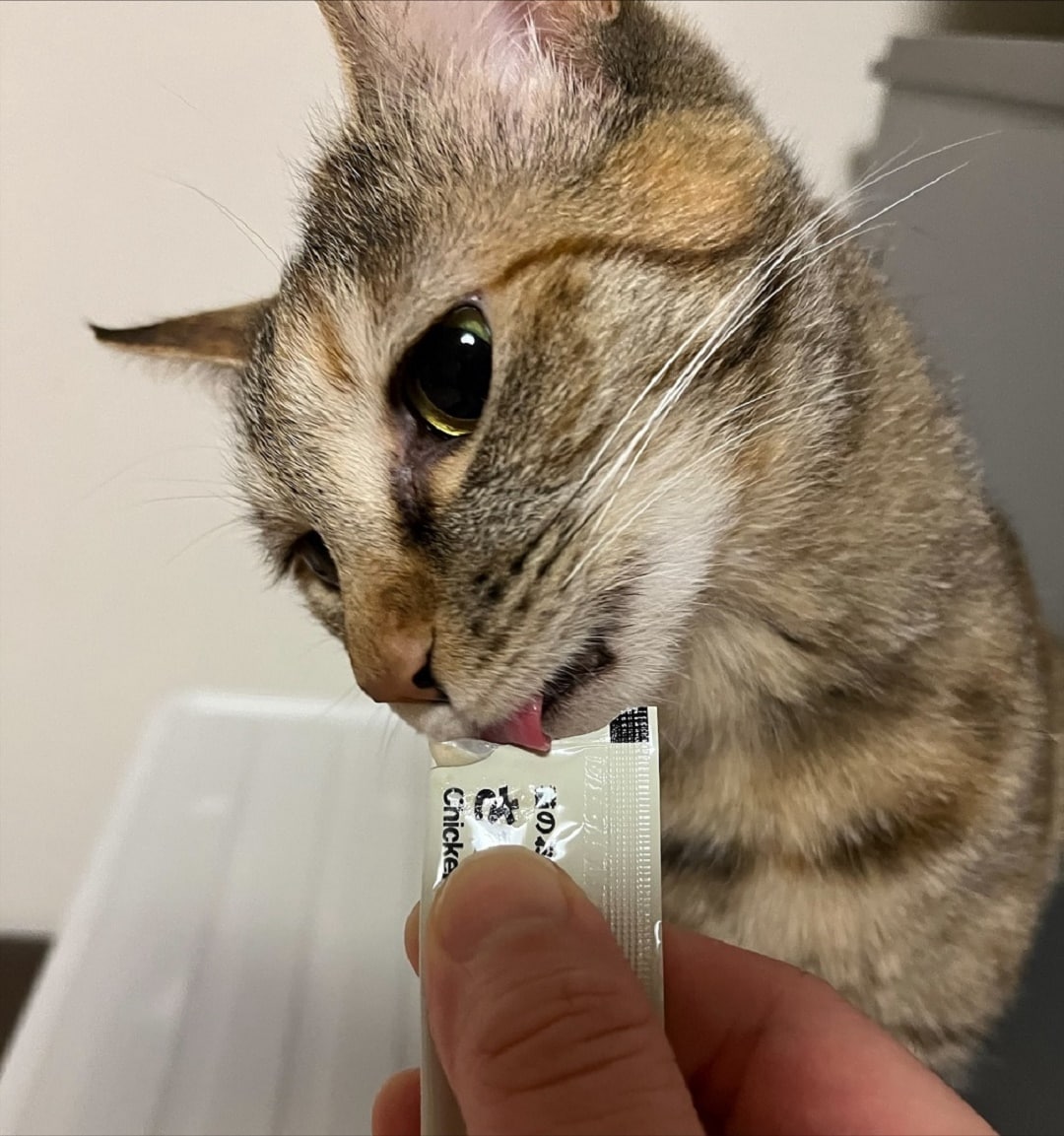 素材をいかした猫のおやつ