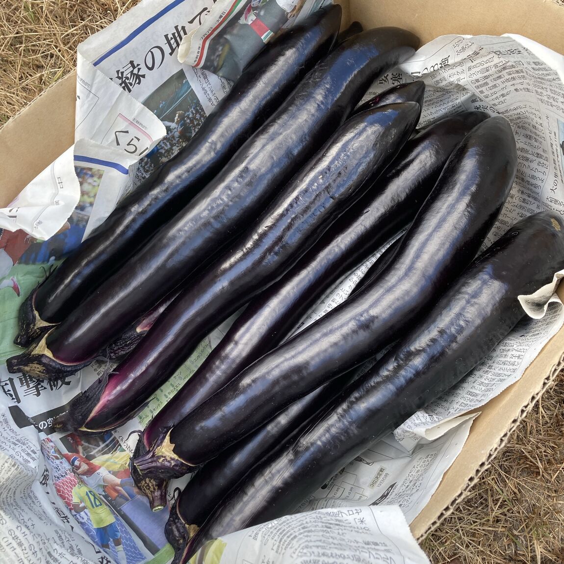 【アルパーク】9月20日|ひろしまの旬を楽しむ野菜市～ベジミル測定会＋３Ｒはずれなし抽選会～_qcyFS0