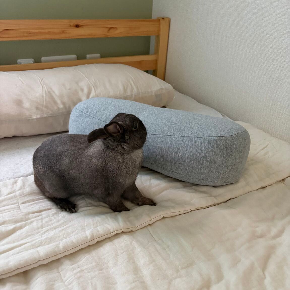 インテリアとうさぎ