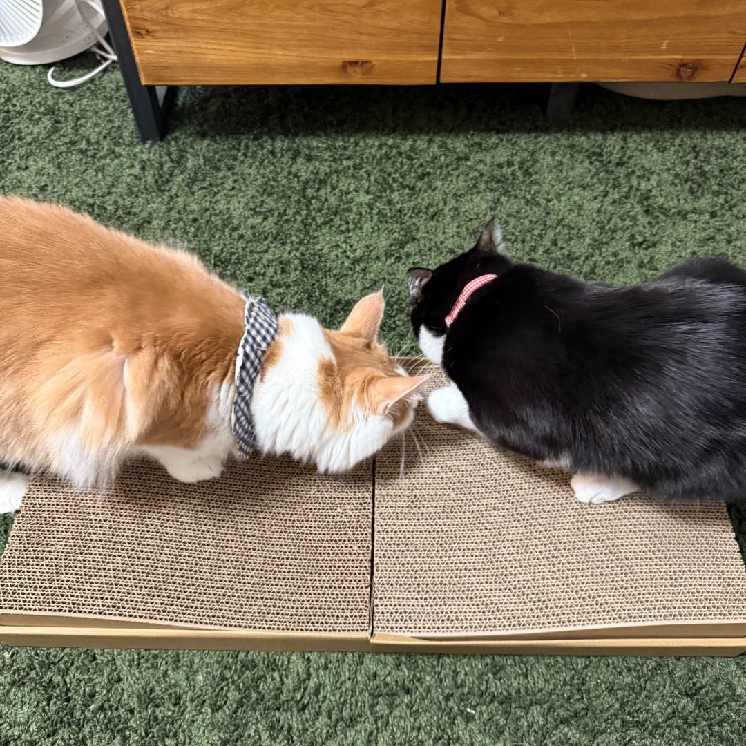 ペット