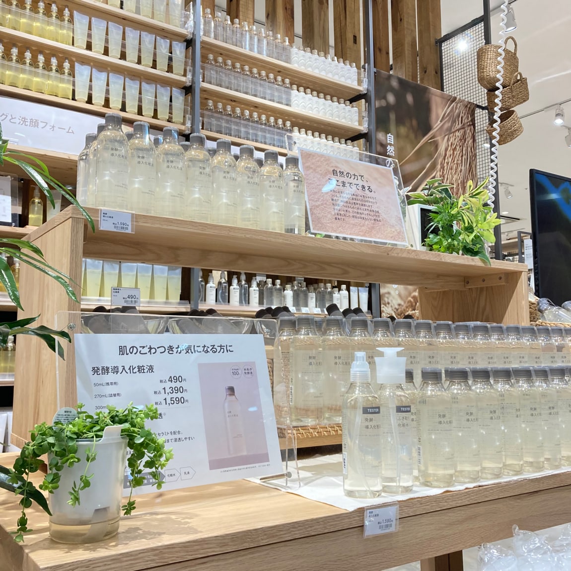 発酵導入