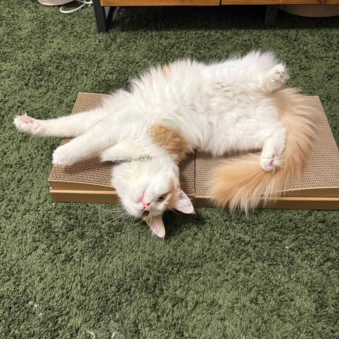 ペット