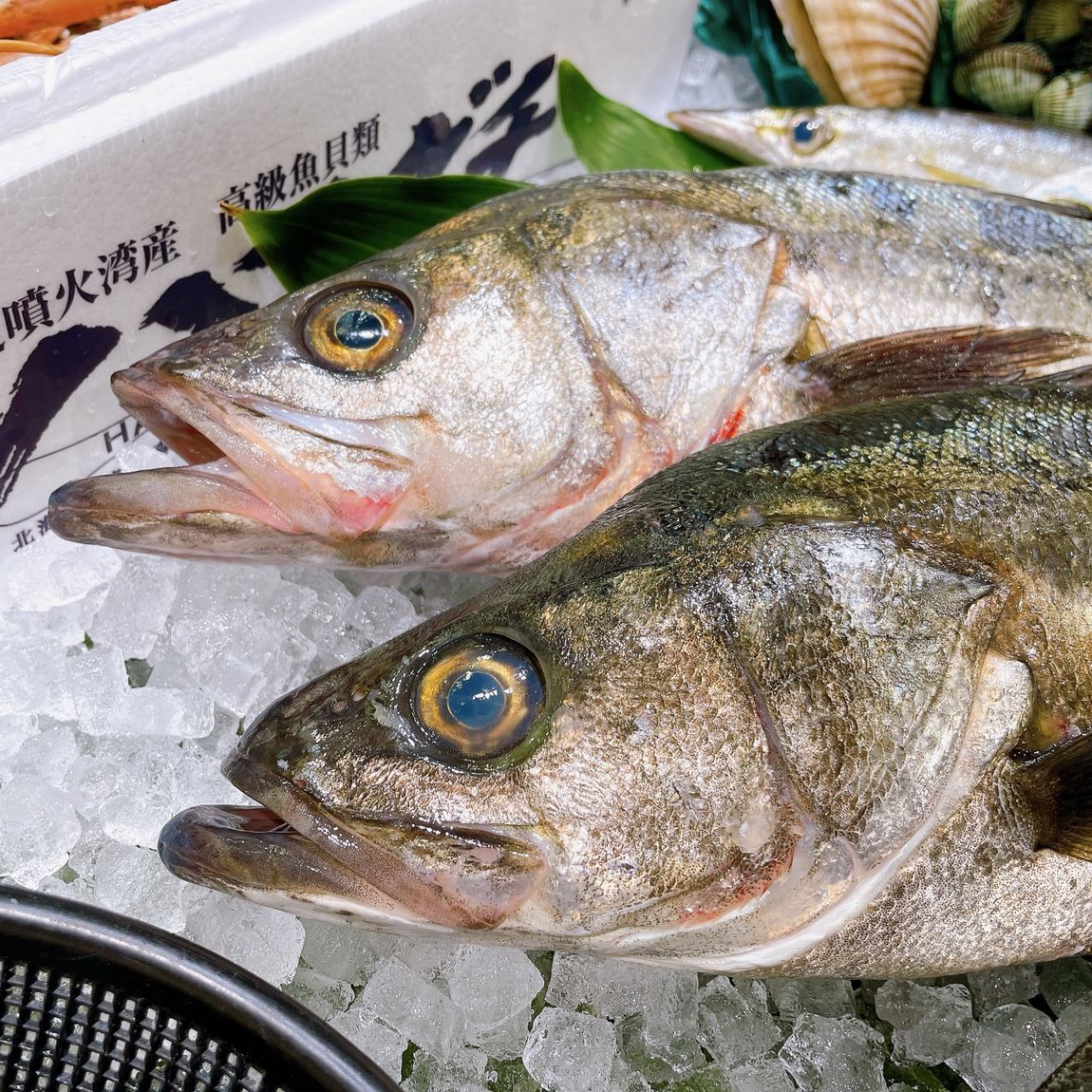 【堺北花田】今日のおすすめはスズキ｜鮮魚売場から