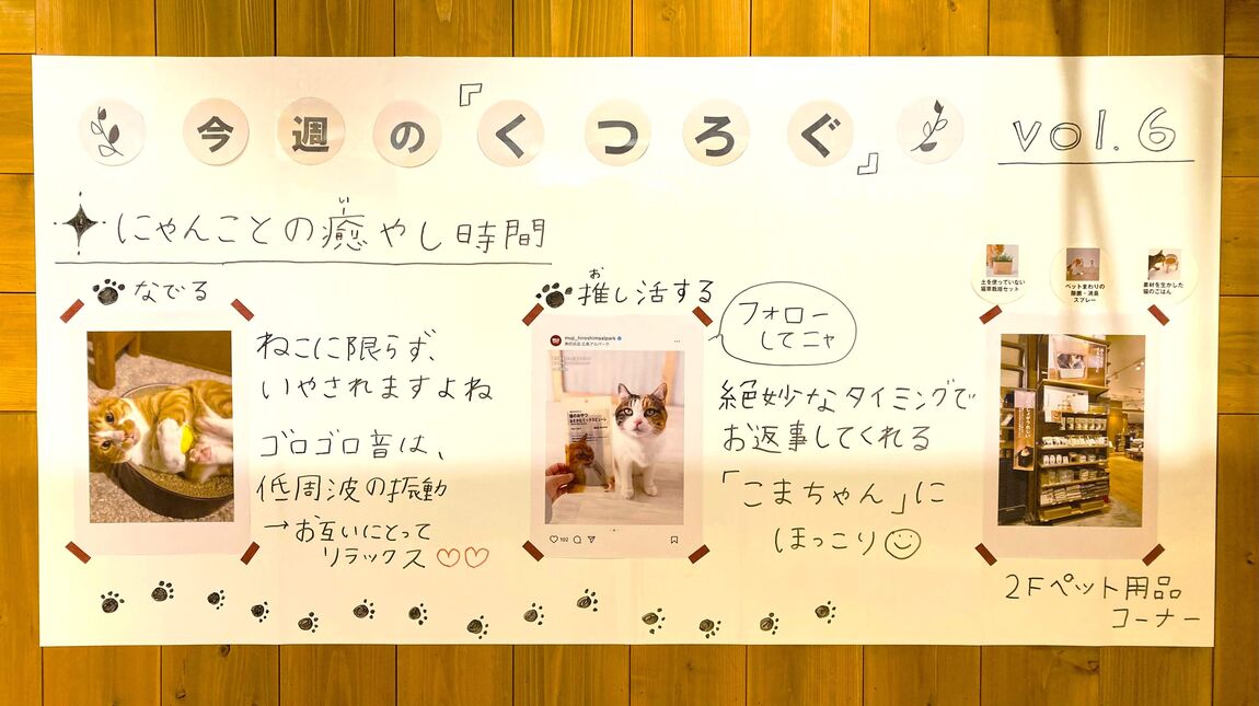 にゃんことの癒しの時間