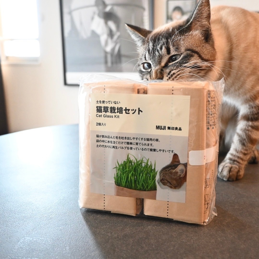 猫の写真